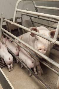 Farrowing crates at Lansdowne Piggery NSW - Australian pig farming - Captured at Lansdowne Piggery, Kikiamah NSW Australia.