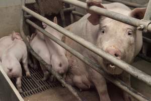 Farrowing crates at Lansdowne Piggery NSW - Australian pig farming - Captured at Lansdowne Piggery, Kikiamah NSW Australia.