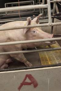 Farrowing crates at Lansdowne Piggery NSW - Australian pig farming - Captured at Lansdowne Piggery, Kikiamah NSW Australia.