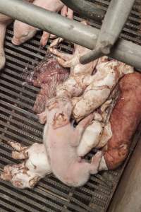 Stillborn piglets in farrowing crate - Australian pig farming - Captured at Lansdowne Piggery, Kikiamah NSW Australia.