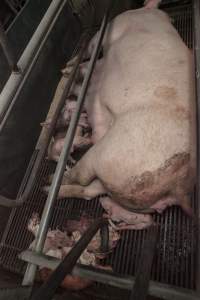 Farrowing crates at Lansdowne Piggery NSW - Australian pig farming - Captured at Lansdowne Piggery, Kikiamah NSW Australia.