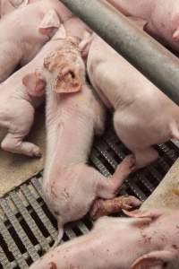 Farrowing crates at Lansdowne Piggery NSW - Australian pig farming - Captured at Lansdowne Piggery, Kikiamah NSW Australia.