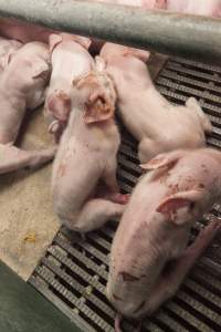 Farrowing crates at Lansdowne Piggery NSW - Australian pig farming - Captured at Lansdowne Piggery, Kikiamah NSW Australia.