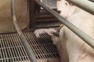 Dead piglet next to mother in farrowing crate - Australian pig farming - Captured at Lansdowne Piggery, Kikiamah NSW Australia.