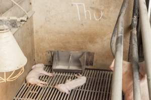 Dead piglets in farrowing crate - Australian pig farming - Captured at Lansdowne Piggery, Kikiamah NSW Australia.