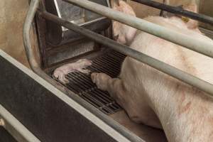 Dead piglet in crate next to mother - Australian pig farming - Captured at Lansdowne Piggery, Kikiamah NSW Australia.