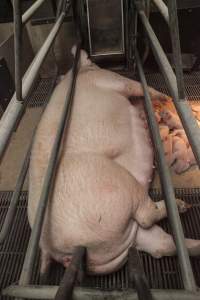 Farrowing crates at Lansdowne Piggery NSW - Australian pig farming - Captured at Lansdowne Piggery, Kikiamah NSW Australia.