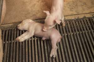 Farrowing crates at Lansdowne Piggery NSW - Australian pig farming - Captured at Lansdowne Piggery, Kikiamah NSW Australia.