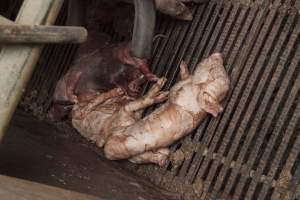 Stillborn piglets - Australian pig farming - Captured at Lansdowne Piggery, Kikiamah NSW Australia.