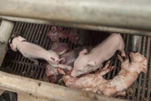 Stillborn piglets - Australian pig farming - Captured at Lansdowne Piggery, Kikiamah NSW Australia.