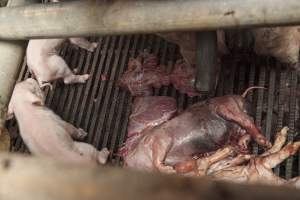 Stillborn piglets - Australian pig farming - Captured at Lansdowne Piggery, Kikiamah NSW Australia.