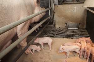 Farrowing crates at Lansdowne Piggery NSW - Australian pig farming - Captured at Lansdowne Piggery, Kikiamah NSW Australia.