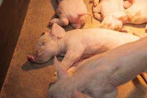 Farrowing crates at Lansdowne Piggery NSW - Australian pig farming - Captured at Lansdowne Piggery, Kikiamah NSW Australia.