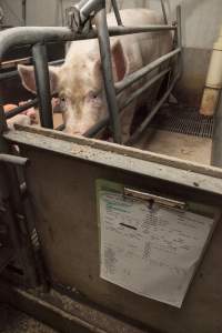 Farrowing crates at Lansdowne Piggery NSW - Australian pig farming - Captured at Lansdowne Piggery, Kikiamah NSW Australia.