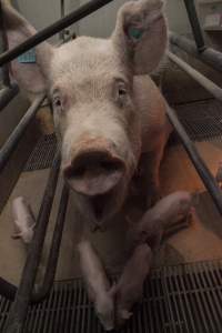 Farrowing crates at Lansdowne Piggery NSW - Australian pig farming - Captured at Lansdowne Piggery, Kikiamah NSW Australia.