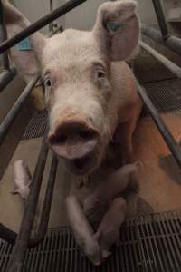 Farrowing crates at Lansdowne Piggery NSW - Australian pig farming - Captured at Lansdowne Piggery, Kikiamah NSW Australia.