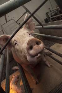 Sow with tongue hanging out - Australian pig farming - Captured at Lansdowne Piggery, Kikiamah NSW Australia.