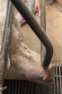 Sow with blood on face - Australian pig farming - Captured at Lansdowne Piggery, Kikiamah NSW Australia.