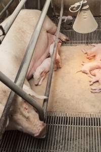 Farrowing crates at Lansdowne Piggery NSW - Australian pig farming - Captured at Lansdowne Piggery, Kikiamah NSW Australia.