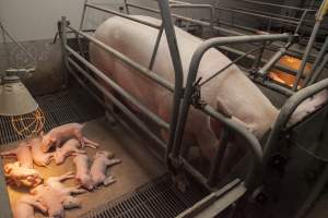 Farrowing crates at Lansdowne Piggery NSW - Australian pig farming - Captured at Lansdowne Piggery, Kikiamah NSW Australia.