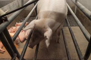 Farrowing crates at Lansdowne Piggery NSW - Australian pig farming - Captured at Lansdowne Piggery, Kikiamah NSW Australia.