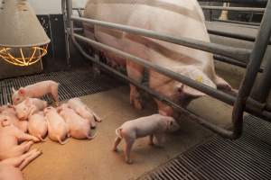 Farrowing crates at Lansdowne Piggery NSW - Australian pig farming - Captured at Lansdowne Piggery, Kikiamah NSW Australia.