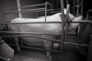 Farrowing crates at Lansdowne Piggery NSW - Australian pig farming - Captured at Lansdowne Piggery, Kikiamah NSW Australia.