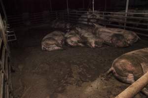 Sows sleeping in excrement - Australian pig farming - Captured at Lansdowne Piggery, Kikiamah NSW Australia.