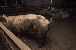 Sows sleeping in excrement - Australian pig farming - Captured at Lansdowne Piggery, Kikiamah NSW Australia.