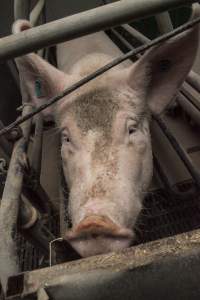 Farrowing crates at Lansdowne Piggery NSW - Australian pig farming - Captured at Lansdowne Piggery, Kikiamah NSW Australia.