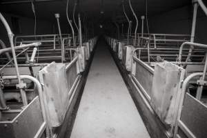 Looking down aisle of farrowing shed - Australian pig farming - Captured at Lansdowne Piggery, Kikiamah NSW Australia.