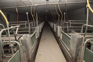 Looking down aisle of farrowing shed - Australian pig farming - Captured at Lansdowne Piggery, Kikiamah NSW Australia.