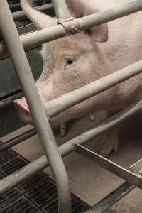 Farrowing crates at Lansdowne Piggery NSW - Australian pig farming - Captured at Lansdowne Piggery, Kikiamah NSW Australia.