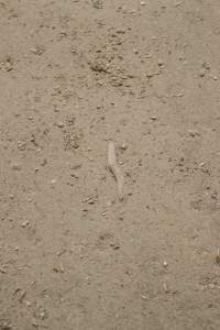 Cut off piglet tail - Australian pig farming - Captured at Lansdowne Piggery, Kikiamah NSW Australia.