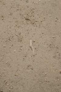 Cut off piglet tail - Australian pig farming - Captured at Lansdowne Piggery, Kikiamah NSW Australia.