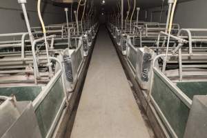 Looking down aisle of farrowing shed - Australian pig farming - Captured at Lansdowne Piggery, Kikiamah NSW Australia.