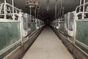 Looking down aisle of farrowing shed - Australian pig farming - Captured at Lansdowne Piggery, Kikiamah NSW Australia.