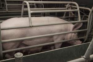 Farrowing crates at Lansdowne Piggery NSW - Australian pig farming - Captured at Lansdowne Piggery, Kikiamah NSW Australia.