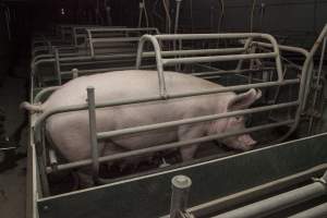 Farrowing crates at Lansdowne Piggery NSW - Australian pig farming - Captured at Lansdowne Piggery, Kikiamah NSW Australia.