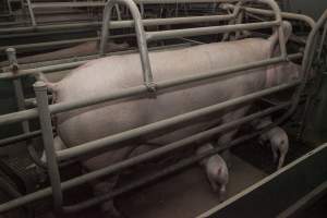 Farrowing crates at Lansdowne Piggery NSW - Australian pig farming - Captured at Lansdowne Piggery, Kikiamah NSW Australia.