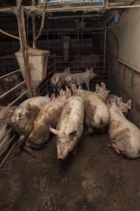 Grower/finisher pigs - Australian pig farming - Captured at Lansdowne Piggery, Kikiamah NSW Australia.