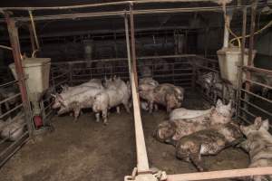 Grower/finisher pigs - Australian pig farming - Captured at Lansdowne Piggery, Kikiamah NSW Australia.