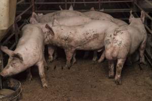 Grower/finisher pigs - Australian pig farming - Captured at Lansdowne Piggery, Kikiamah NSW Australia.