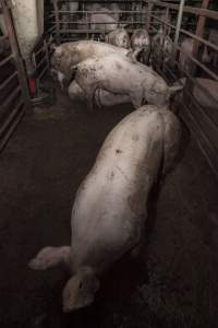 Grower/finisher pigs - Australian pig farming - Captured at Lansdowne Piggery, Kikiamah NSW Australia.