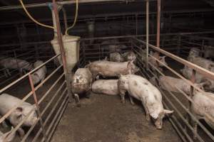 Grower/finisher pigs - Australian pig farming - Captured at Lansdowne Piggery, Kikiamah NSW Australia.