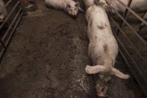 Grower/finisher pigs in excrement - Australian pig farming - Captured at Lansdowne Piggery, Kikiamah NSW Australia.