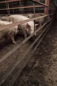 Grower/finisher pigs - Australian pig farming - Captured at Lansdowne Piggery, Kikiamah NSW Australia.