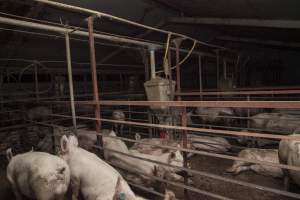 Grower/finisher pigs - Australian pig farming - Captured at Lansdowne Piggery, Kikiamah NSW Australia.