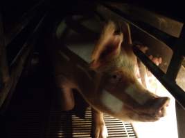 Farrowing crates at Allains Piggery NSW - Australian pig farming - Captured at Allain's Piggery, Blakney Creek NSW Australia.