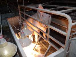 Farrowing crates at Allains Piggery NSW - Australian pig farming - Captured at Allain's Piggery, Blakney Creek NSW Australia.